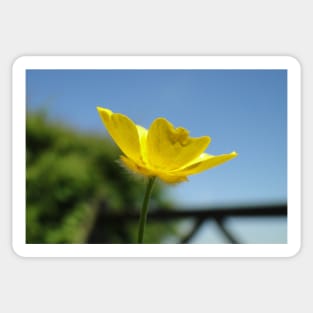 Profile Of A Buttercup Sticker